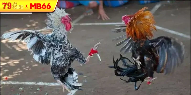 Khái niệm về đá gà cựa dao