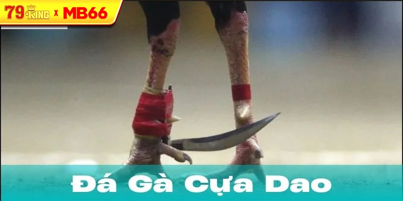 Cách chọn và huấn luyện gà đá cựa dao