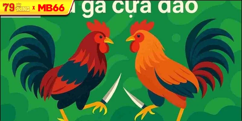 Những lưu ý khi tham gia đá gà cựa dao