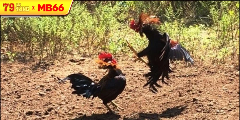 Nguồn gốc và sự phát triển của đá gà truyền thống