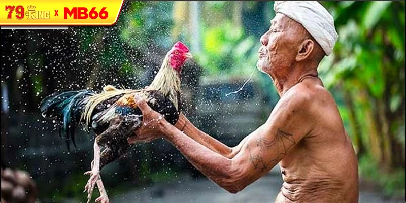 Cách nuôi và huấn luyện gà đá truyền thống