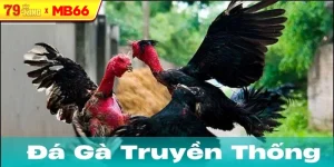 Những lưu ý quan trọng khi tham gia đá gà truyền thống