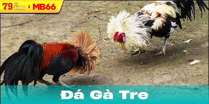Nguồn gốc và sự phát triển của đá gà tre