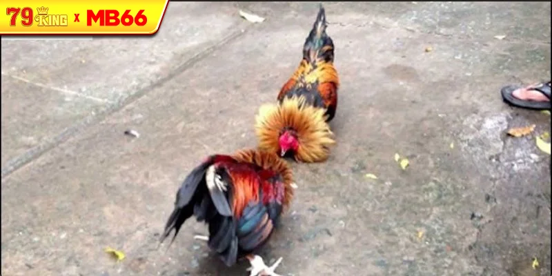 Đá gà tre trong kỷ nguyên số và trực tuyến