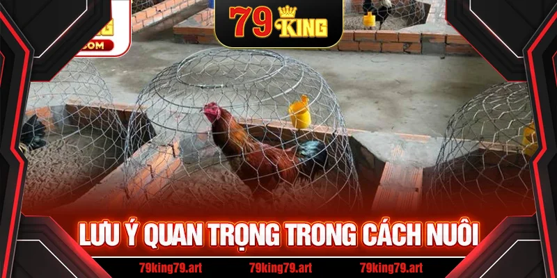 Lưu ý quan trọng trong cách nuôi Lưu ý quan trọng trong cách nuôi