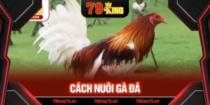Cách Nuôi Gà Đá - Bí Quyết Để Sở Hữu Chiến Kê Mạnh Mẽ