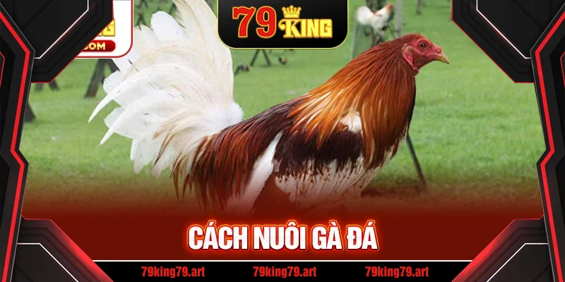 Cách Nuôi Gà Đá - Bí Quyết Để Sở Hữu Chiến Kê Mạnh Mẽ