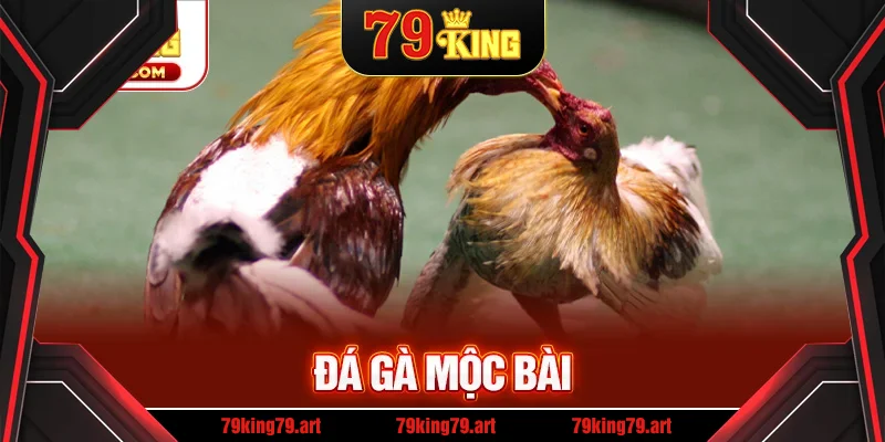 Khám Phá Sự Hấp Dẫn Của Đá Gà Mộc Bài – Trận Đấu Kịch Tính