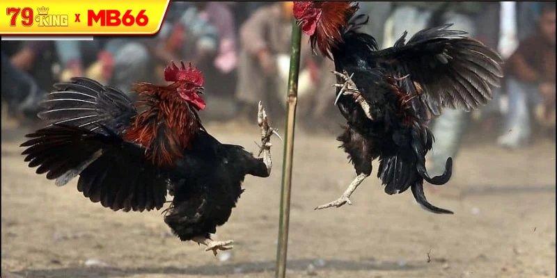 Kinh nghiệm khi tham gia Đá Gà Thomo Kinh nghiệm khi tham gia Đá Gà Thomo