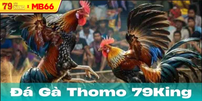 Đá Gà Thomo trong đời sống hiện đại Đá Gà Thomo trong đời sống hiện đại