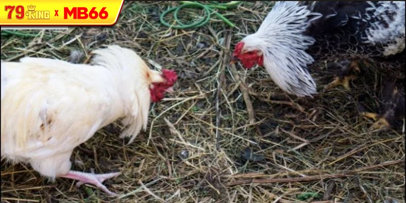 Luật chơi đá gà cựa sắt cơ bản