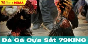 Đá gà cựa sắt và khía cạnh pháp lý