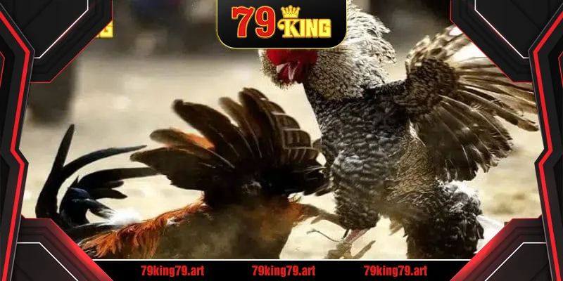 Đá Gà Thomo – Trải Nghiệm Chất Lượng Cùng 79KING