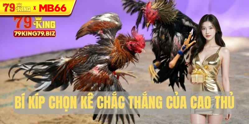 Bí kíp chọn kê chắc thắng của cao thủ Bí kíp chọn kê chắc thắng của cao thủ