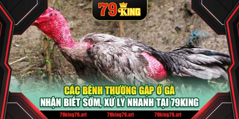 Các Bệnh Thường Gặp Ở Gà – Nhận Biết Sớm, Xử Lý Nhanh Tại 79King