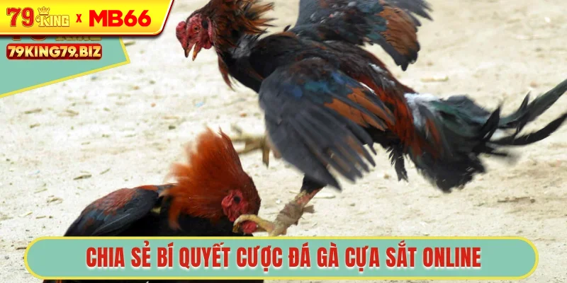 Chia sẻ bí quyết cược đá gà cựa sắt online Chia sẻ bí quyết cược đá gà cựa sắt online