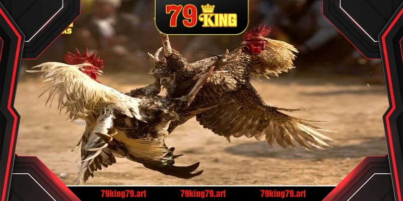 Đá gà đòn là thể loại thu hút đông đảo tại trực tiếp đá gà 88 Đá gà đòn là thể loại thu hút đông đảo tại trực tiếp đá gà 88