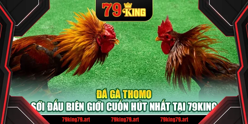 Đá Gà Thomo – Sới Đấu Biên Giới Cuốn Hút Nhất Tại 79King