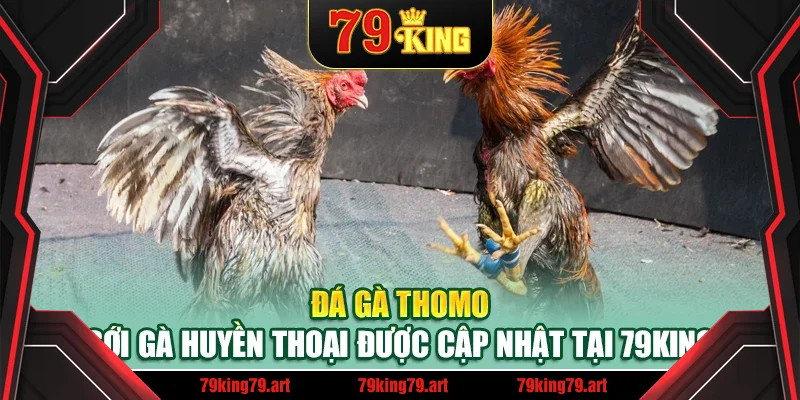 Đá Gà Thomo – Sới Gà Huyền Thoại Được Cập Nhật Tại 79King