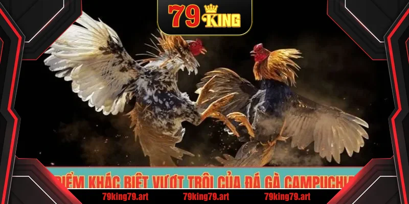Điểm khác biệt vượt trội của đá gà Campuchia