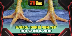 Gà Vảy Cá – Chiến Kê Phong Thủy Được Săn Đón Tại 79King