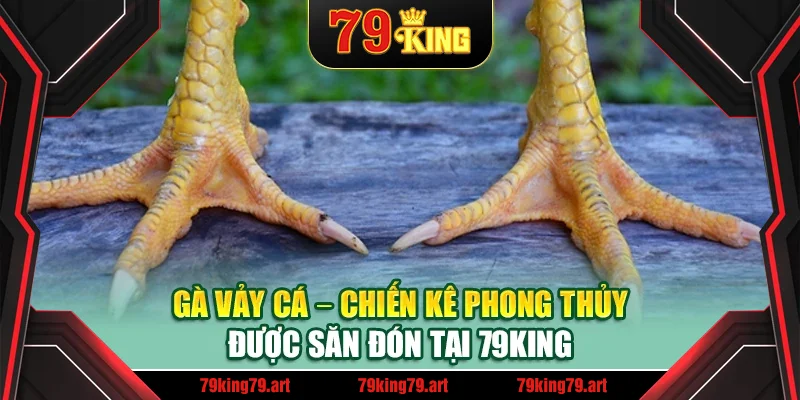 Gà Vảy Cá – Chiến Kê Phong Thủy Được Săn Đón Tại 79King