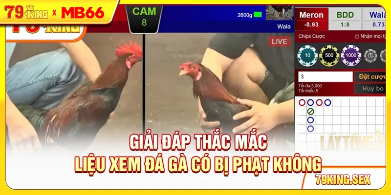 Giải đáp thắc mắc liệu xem đá gà có bị phạt không