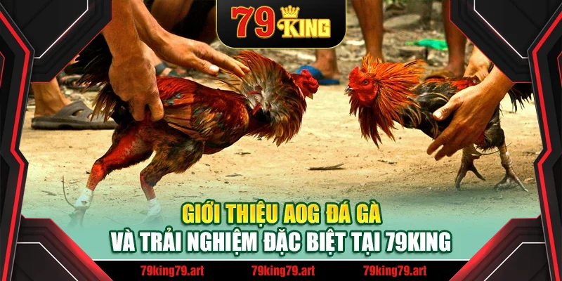Giới thiệu AOG đá gà và trải nghiệm đặc biệt tại 79King Giới thiệu AOG đá gà và trải nghiệm đặc biệt tại 79King