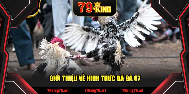 Giới thiệu về hình thức đá gà 67 Giới thiệu về hình thức đá gà 67