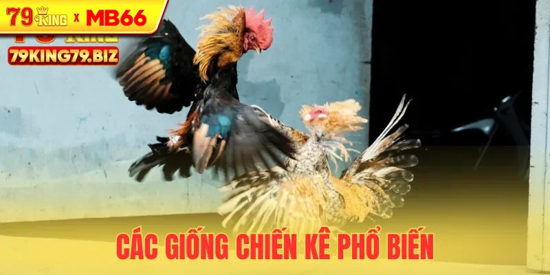 Một số giống kê chiến bạn có thể chọn để thắng lớn Một số giống kê chiến bạn có thể chọn để thắng lớn