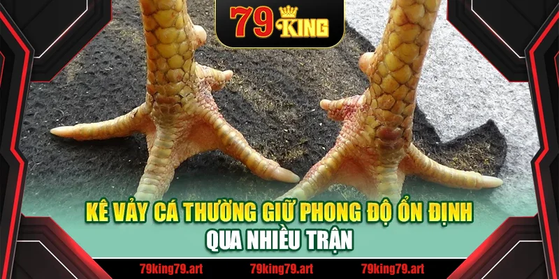 Kê vảy cá thường giữ phong độ ổn định qua nhiều trận Kê vảy cá thường giữ phong độ ổn định qua nhiều trận