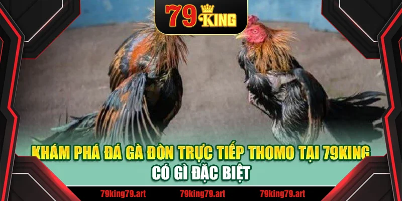 Khám phá đá gà đòn trực tiếp thomo tại 79King có gì đặc biệt Khám phá đá gà đòn trực tiếp thomo tại 79King có gì đặc biệt