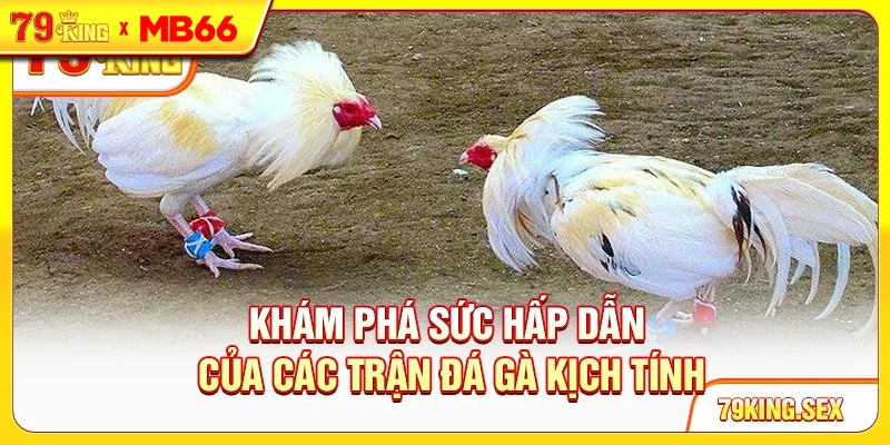 Khám phá sức hấp dẫn của các trận đá gà kịch tính