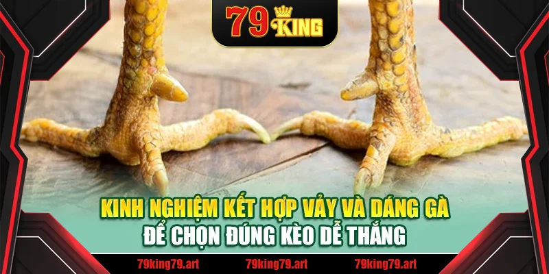 Kinh nghiệm kết hợp vảy và dáng gà để chọn đúng kèo dễ thắng