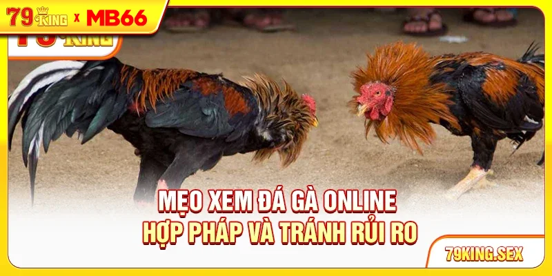 Mẹo xem đá gà online hợp pháp và tránh rủi ro