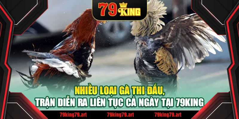 Nhiều loại gà thi đấu, trận diễn ra liên tục cả ngày tại 79King Nhiều loại gà thi đấu, trận diễn ra liên tục cả ngày tại 79King