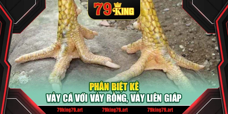 Phân biệt kê vảy cá với vảy rồng, vảy liên giáp Phân biệt kê vảy cá với vảy rồng, vảy liên giáp