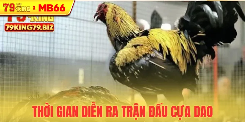 Các trận đá cựa dao diễn ra rất nhanh chóng Các trận đá cựa dao diễn ra rất nhanh chóng