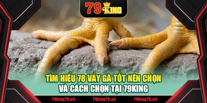 Tìm hiểu 78 vảy gà tốt nên chọi và cách chọn tại 79King
