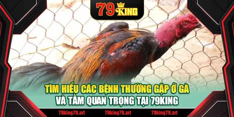 Tìm hiểu các bệnh thường gặp ở gà và tầm quan trọng tại 79King Tìm hiểu các bệnh thường gặp ở gà và tầm quan trọng tại 79King