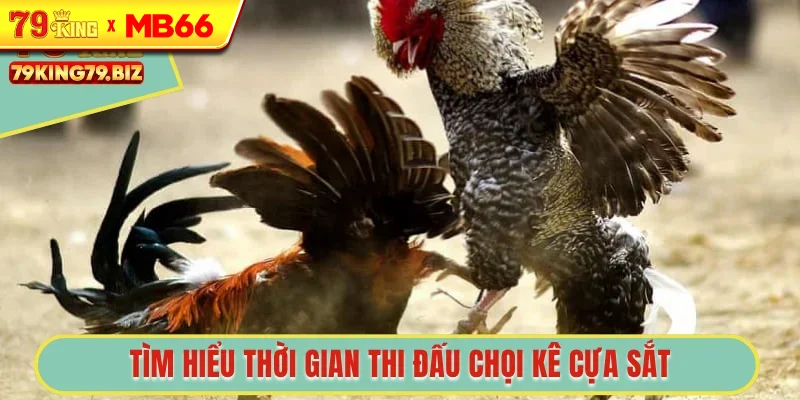 Tìm hiểu thời gian thi đấu chọi kê cựa sắt Tìm hiểu thời gian thi đấu chọi kê cựa sắt