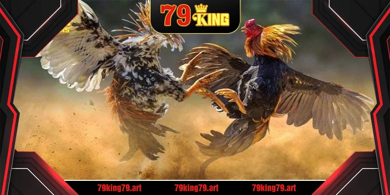 Trực Tiếp Đá Gà 88: Trường Đấu Chất Lượng Cao Tại 79King