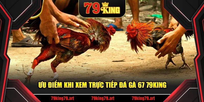 Ưu điểm khi xem trực tiếp đá gà 67 79KING Ưu điểm khi xem trực tiếp đá gà 67 79KING