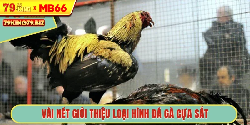 Vài nét giới thiệu loại hình đá gà cựa sắt Vài nét giới thiệu loại hình đá gà cựa sắt